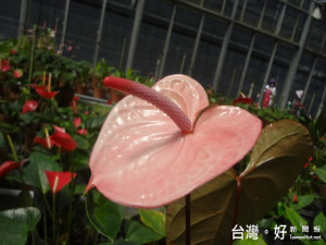 農試所研發成功的火鶴花新品種。林重鎣攝