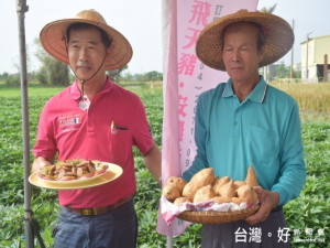 大安區農會總幹事蔡建宗輔導種植契作地瓜作物，時下已屆成熟期，

預定在元旦過後就可收成，農民收益將比種植再生稻的利潤高。（記

者陳榮昌攝）