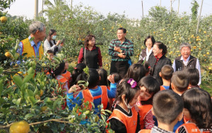 近千名幼兒園學童與老師來參加茂谷柑生態教學活動，農場主人陳萬生與解說

員，帶著孩子們到園裡介紹茂谷柑的栽培環境、栽培方式。（記者蘇榮泉拍攝）