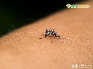 夫妻雨季赴峇里島　返國發燒確診染屈公病