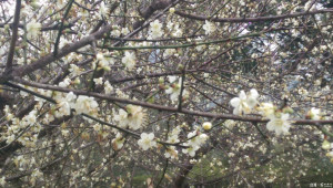 圖:復興區角板山行館園區的梅花逐漸盛開，值得前往欣賞。(記者陳寶印攝)