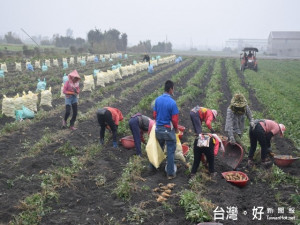 大安區首辦契作地瓜五日喜迎收成，十餘位農民高興裝袋。區長周琇

茹到現場為農民加油，並肯定農會的努力。（記者陳榮昌攝）