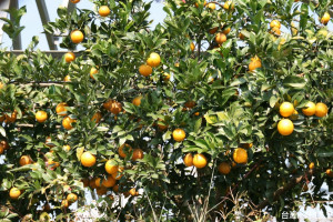 柑橘類水果正當令可選購台灣優質柳丁等。（記者扶小萍攝）
