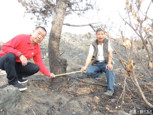 溪州鄉農田珍貴樹木遭火燒儘　無辜損失超過百萬