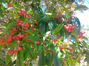 大雪山國家森林遊樂區內的玉山假沙梨果實成熟，引來鳥類啄食，也是賞鳥最佳時機。（圖／東勢林區管理處提供）