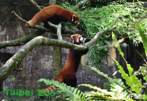 台北市立動物園溫帶區裡，穩坐最萌動物寶座的兩對孿生小貓熊轉眼已經1歲6個月大了。（圖／台北市立動物園）