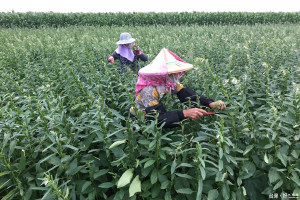 台南鄉間胡麻花盛開，找不到工人幫忙剪除，兩位80多歲阿嬤親自下田工作，速度不輸給年輕小伙子。(記者/黃芳祿攝)