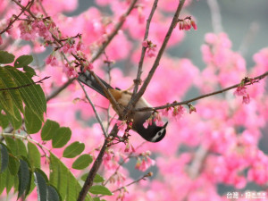 八仙山國家森林遊樂區內，常見白耳畫眉等鳥類。（圖／東勢林區管理處提供）