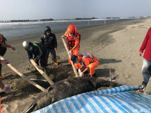 台南七股燈塔海灘發現死亡鯨豚擱淺，五一大隊前往協助處置。（記者邱仁武／攝）