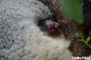 育兒袋快容不下了！2隻無尾熊寶寶探出頭、手（圖／台北市立動物園）