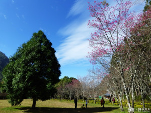 奧萬大櫻花園山櫻花已陸續綻放，園區內色彩豐富。