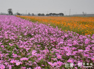 縣府與莿桐農會、孩沙里社區發展協會共同打造「雲林花海節」，讓賞花民眾留下無限浪漫的回憶。（記者陳昭宗拍攝）