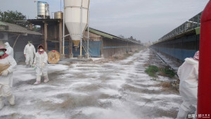 動植物防疫所撲殺呈H5抗原陽性紅羽土雞後，場內外及周邊環境進行清潔消毒及生石灰撒布作業。（記者蘇榮泉翻攝）