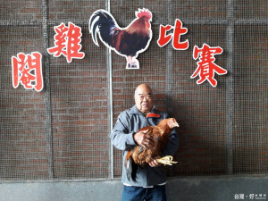 王德勝所飼養的大閹雞，今年再度獲得冠軍。(記者陳寶印攝)