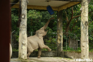 為了吃美食，大象起身打「拳擊沙包」（圖／台北市立動物園）