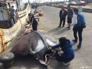 海鑫號漁船捕獲疑似保育魚種的「鬼蝠魟」魚，回到將軍漁港通報處理。（記者邱仁武／攝）
