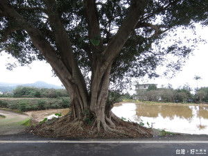 百年老榕樹加上旁邊水田倒影美景，媲美臺東金城武樹，已成為目前金山最新熱門私房景點。（圖／記者黃村杉攝）