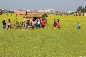 「2017太保花海節」熱鬧登場