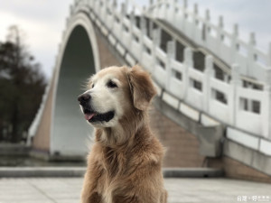 黃金獵犬最適合成為家庭陪伴犬。(圖／penny提供)