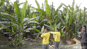 嫌犯到香蕉園指認盜割香蕉之地點。