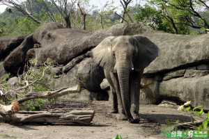 （圖／台北市立動物園提供）