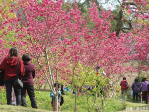 東勢林場的櫻花每年在春節期間綻放，吸引許多民眾前往賞櫻、踏青。（記者黃玉鼎攝）