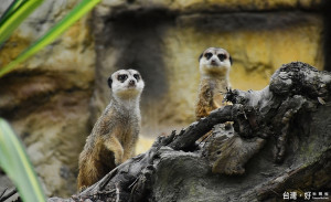 台北市立動物園新進嬌客狐獴，於兒童動物區首次亮相。（圖／台北市立動物園）