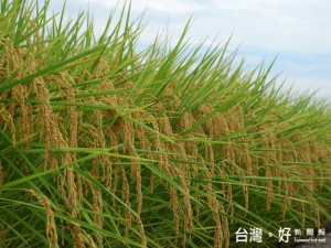 農試所研發成功稻米新品種。林重鎣攝