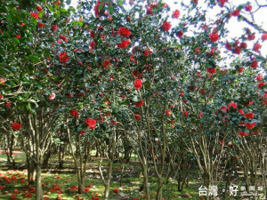 陽明山茶花盛會開展