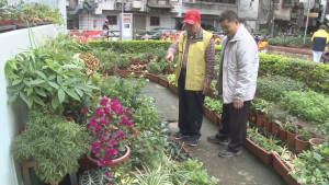 承德里咖啡渣堆肥　搶救植栽省錢又環保