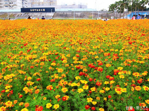 馬場町紀念公園孔雀草花海超浪漫（圖／臺北市政府工務局水利工程處）