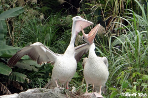 情人節狂放閃　動物園鳥兒「黏踢踢」