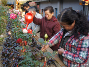 石底里長王如鈺及老街居民，熱心協助維護櫻花季節的生態美好環境。
（圖／記者黃村杉攝）
