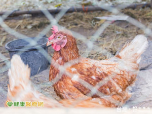 做好自我防護　嚴防H5N6禽傳人