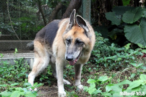 北美灰狼逛大街？　原來是動物園狼犬放風