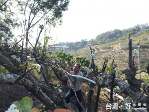 寒流穿越台灣，台中市后里區主要農作物─高接梨，梨農為保護甫架接梨穗，採用噴水等辦法防霜，但效果仍然有限，損失多少?梨農挫例等。（記者陳榮昌攝）
