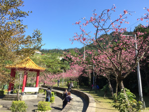 新店屈尺公園 粉嫩櫻花繽紛綻放