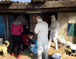 縣防疫所於口湖鄉執行雞隻撲殺作業，北港警分局派員實施戒護及車輛管制工作。（記者陳昭宗拍攝）