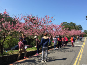 花園新城櫻花盛開 賞花人潮不斷