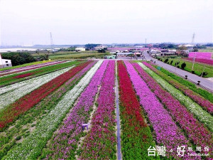 將閒置農地改造成為花田，對大地提供最肥沃的滋養，不僅是創造觀光景點，更帶動農村經濟。（記者陳昭宗拍攝）