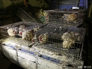 防堵禽流感農委會禁止輸送家禽搬運　彰化查獲首例違反業者