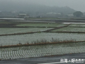 久旱不雨，各地農田春耕缺水插秧，22日下著雨勢，農民欣喜下田插

秧，大甲鎮瀾宮也出現祭拜人潮，感謝媽祖為農家帶來急時雨。（記

者陳榮昌攝）