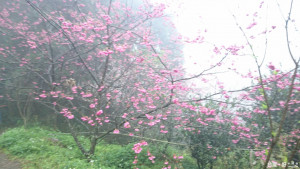 大溪觀光果園所種八重櫻已開滿山頭，十分漂亮。(記者陳寶印攝)
