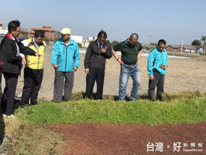 大甲農會在幸福里水稻栽培示範區田埂上種植蠅翼草等，成長長一條

綠龍，有去除雜草、水質及蟲害功態，改善農民生活品質及環境。（

記者陳榮昌攝）