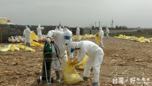 因花蓮縣玉里鎮三民里一鴨場又檢出H5N6新型高病原禽流感，因此農委會宣布自11日0時起，對花蓮地區的鴨鵝採取移動管制，只能在花蓮縣內就地屠宰，不能運往其他縣市。（圖／資料照片）