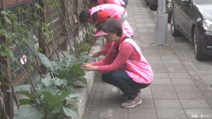 改善荒蕪空間 樟文農場歡喜開張