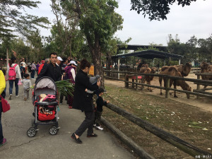 頑皮世界野生動物園歡迎大家２２８連續假期快揪團一起來玩。（記者邱仁武／攝）