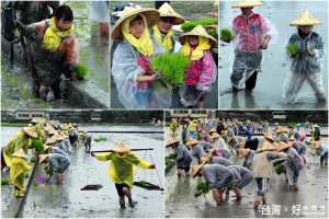 千人冒著濕冷天氣，彎腰插秧。（圖／記者陳木隆攝）