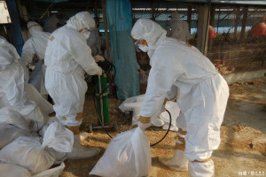 台南下營土雞場確診是禽流感H5N2，28日進行全面性撲殺清場工作。(圖/台南動保處提供)