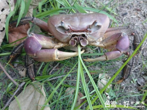 大安海域紅樹林棲息著一群珍貴的兇狠圓軸蟹，市府及地方為善盡保

護， 拓寬工程叫停，螃蟹達人涂進興業找到讓牠安居的地方。（記者

陳榮昌攝）